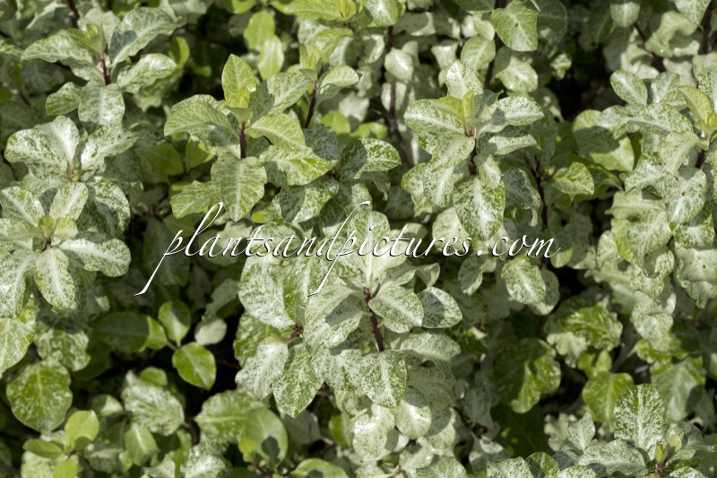 Pittosporum tenuifolium ‘Irene Paterson’