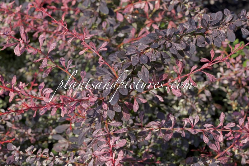 Berberis thunbergii ‘Pink Attraction’