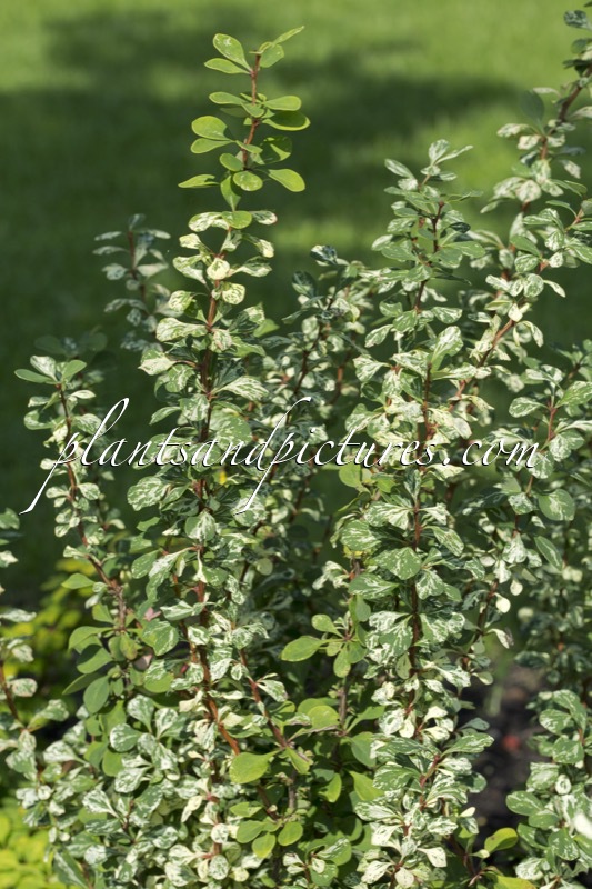 Berberis thunbergii ‘Silver Pillar’