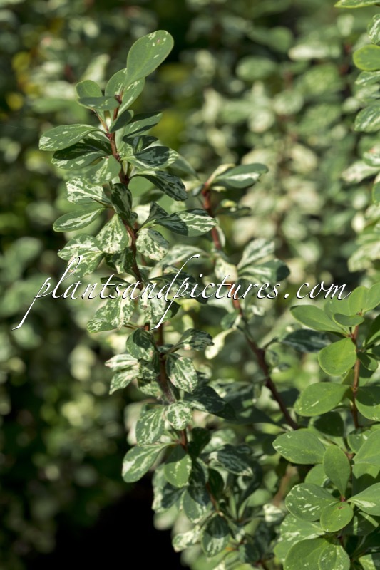Berberis thunbergii ‘Silver Pillar’