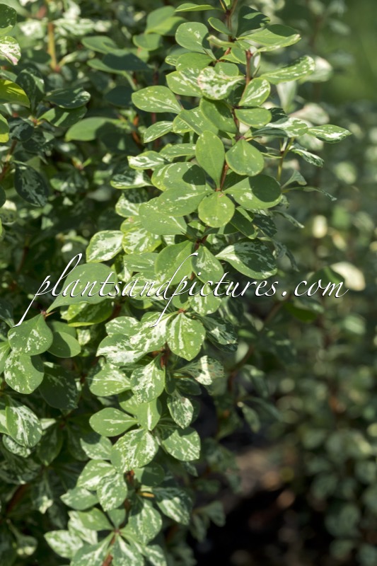 Berberis thunbergii ‘Silver Pillar’