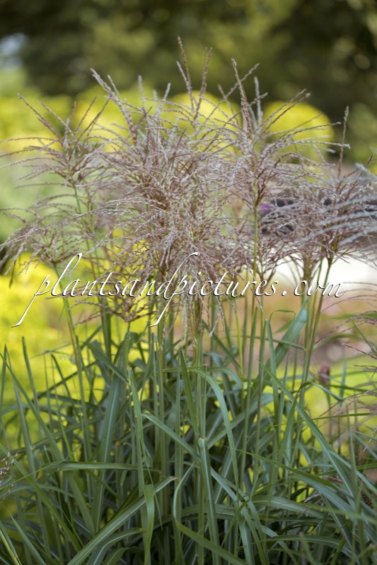 Miscanthus sinensis ‘Ards Angel’