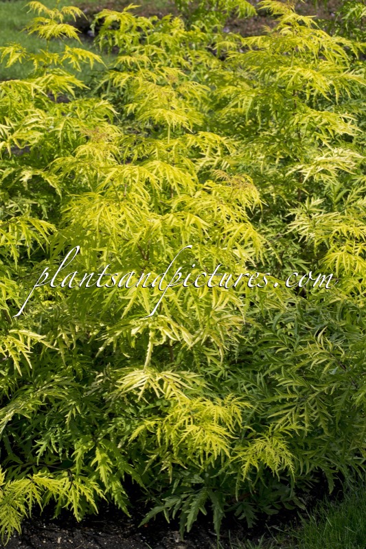 Sambucus ‘SMNSRD4’ (LEMONY LACE)