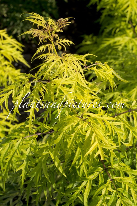 Sambucus ‘SMNSRD4’ (LEMONY LACE)