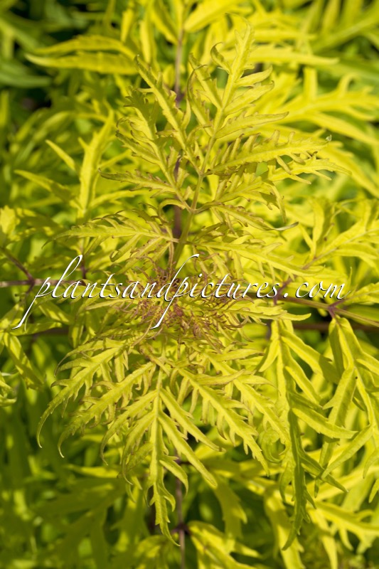 Sambucus ‘SMNSRD4’ (LEMONY LACE)