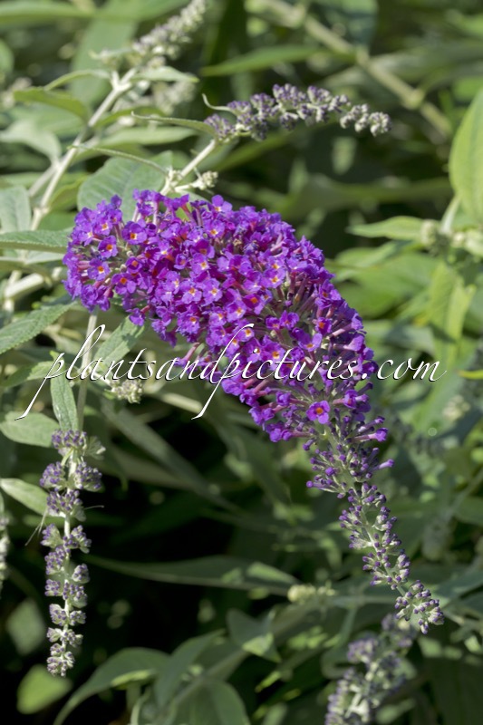 Buddleja ‘Purple Haze’ (PURPLE CHIP)