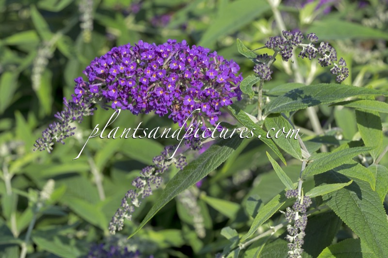 Buddleja ‘Purple Haze’ (PURPLE CHIP)