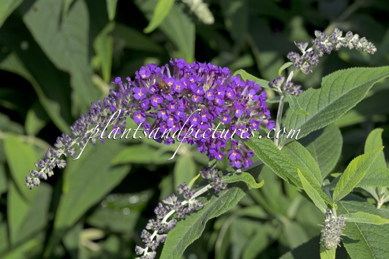 Buddleja ‘Purple Haze’ (PURPLE CHIP)