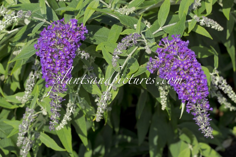 Buddleja ‘Purple Haze’ (PURPLE CHIP)
