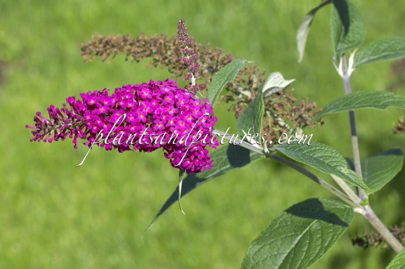 Buddleja ‘Miss Ruby’