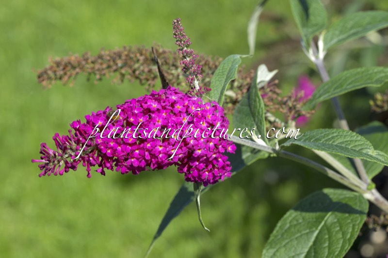 Buddleja ‘Miss Ruby’