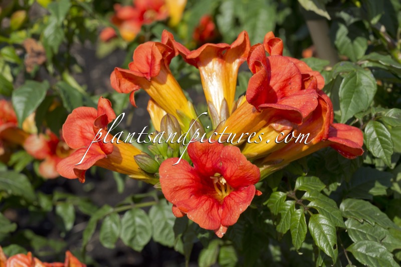 Campsis tagliabuana ‘Takarazuka Fresa’ (SUMMER JAZZ FIRE)