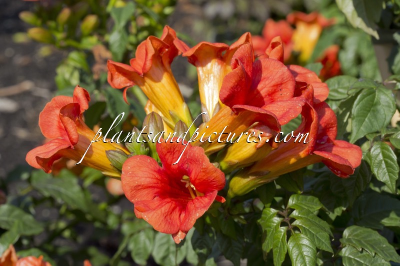 Campsis tagliabuana ‘Takarazuka Fresa’ (SUMMER JAZZ FIRE)