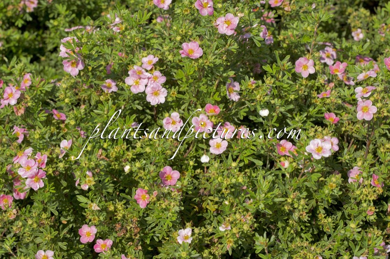 Potentilla fruticosa ‘Kupinpa’ (PINK PARADISE)