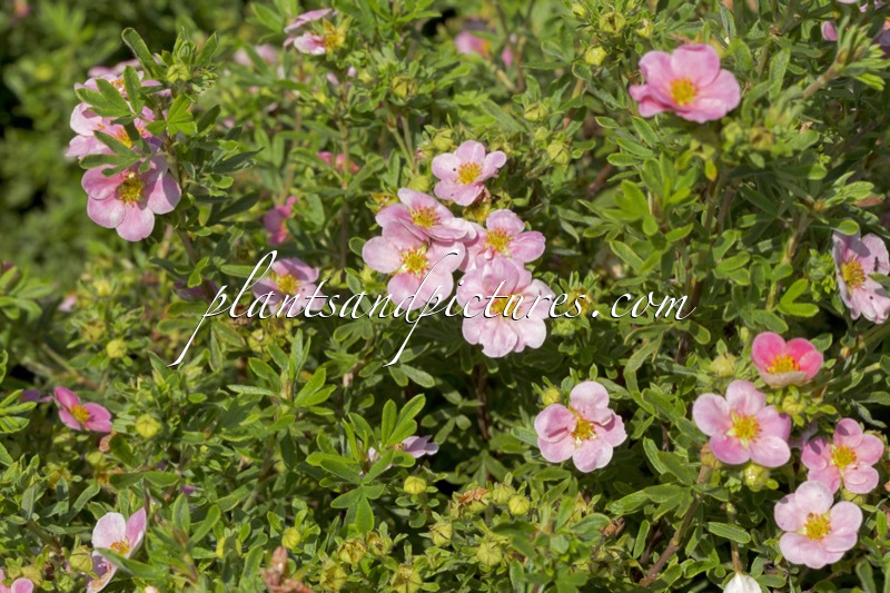 Potentilla fruticosa ‘Kupinpa’ (PINK PARADISE)