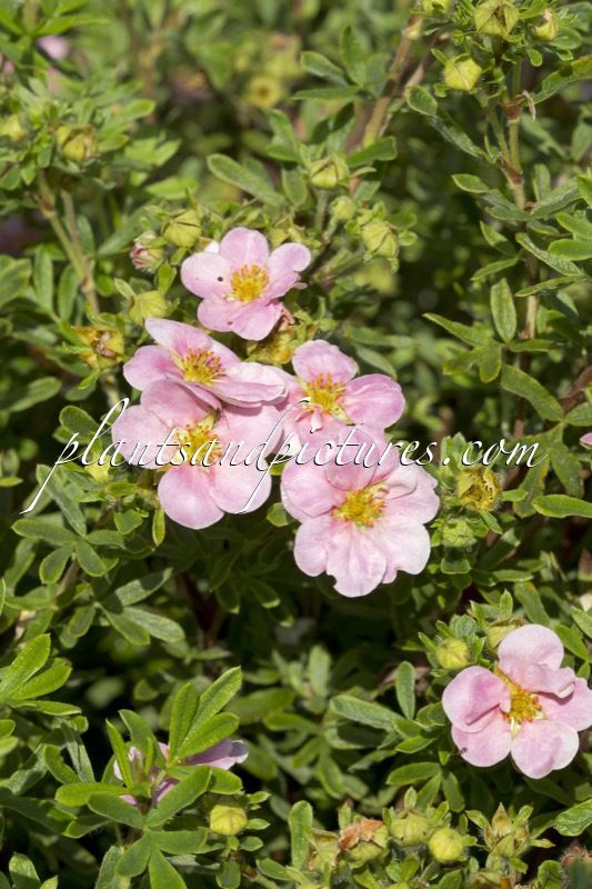 Potentilla fruticosa ‘Kupinpa’ (PINK PARADISE)