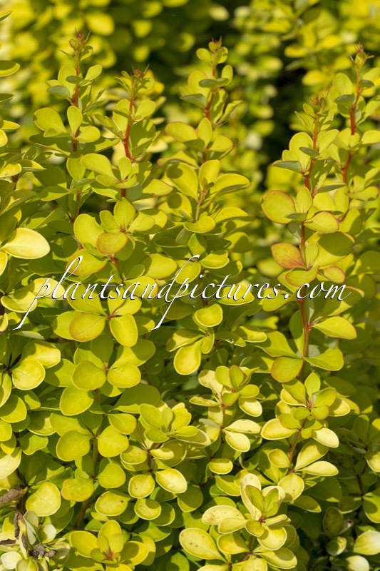 Berberis thunbergii ‘Maria’