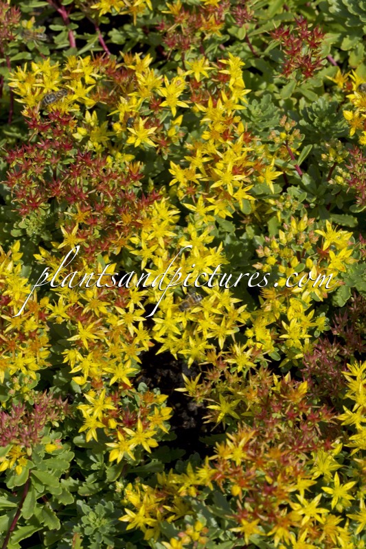 Sedum floriferum ‘Weihenstephaner Gold’