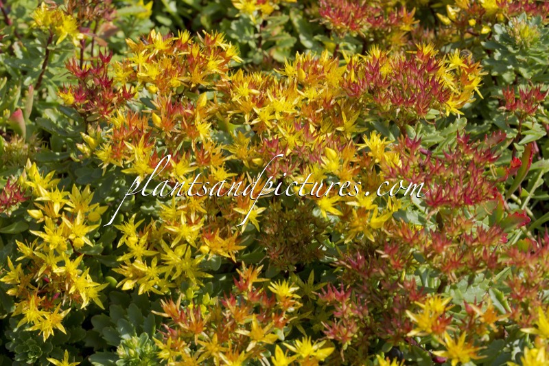 Sedum floriferum ‘Weihenstephaner Gold’
