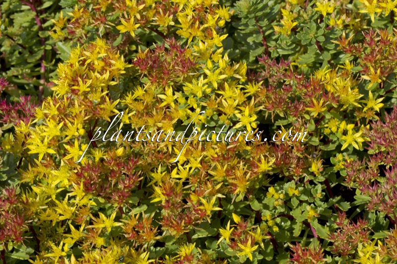 Sedum floriferum ‘Weihenstephaner Gold’