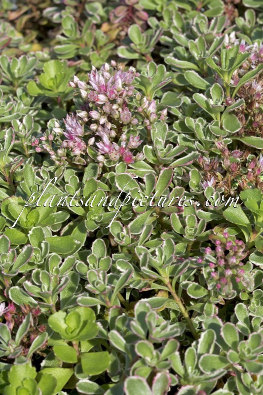Sedum spurium ‘Variegatum’