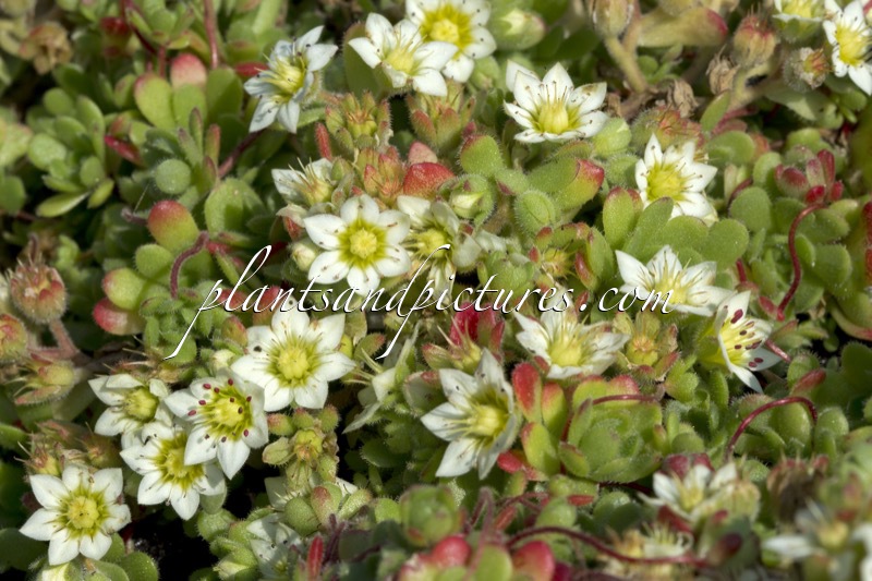 Rosularia sedoides var. alba