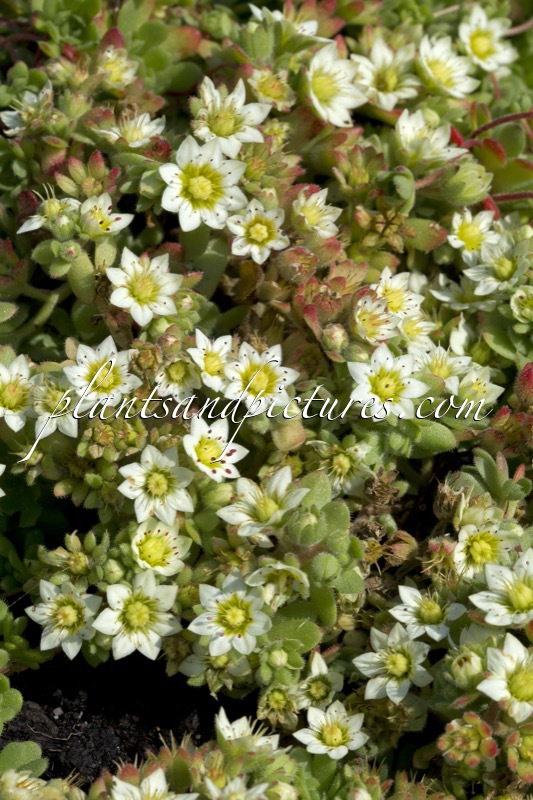 Rosularia sedoides var. alba