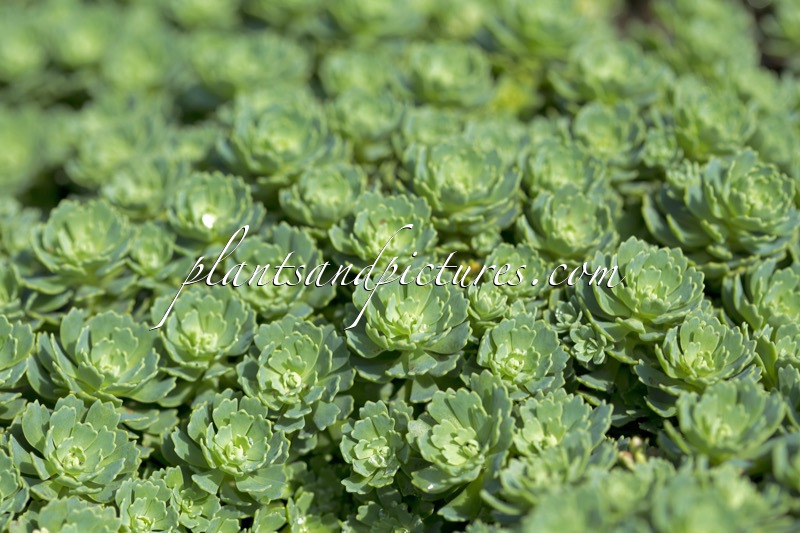 Sedum pachyclados