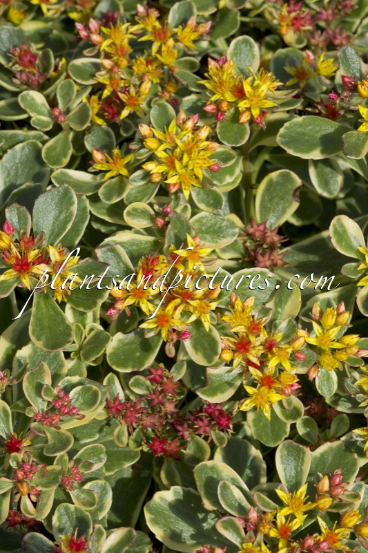 Sedum kamtschaticum ‘Variegatum’