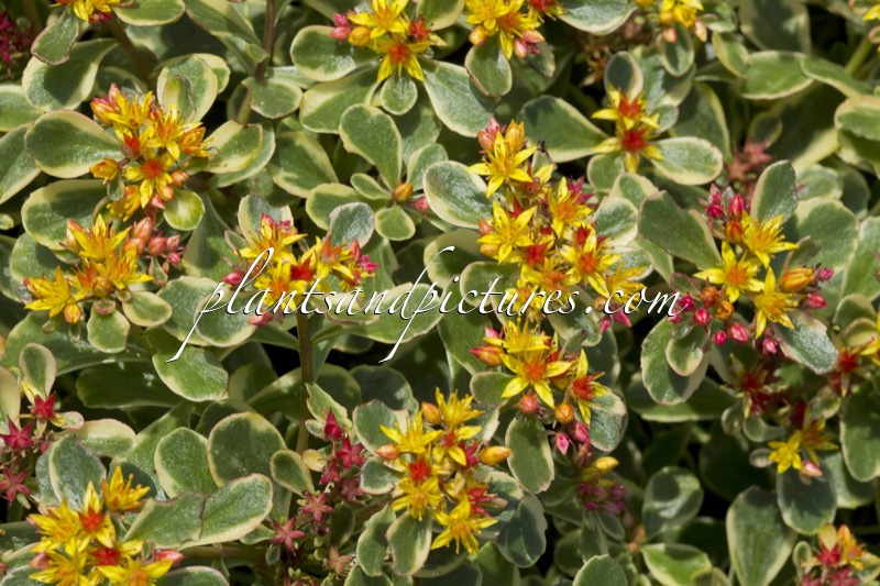 Sedum kamtschaticum ‘Variegatum’