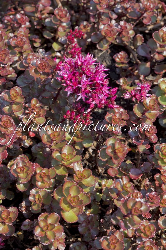 Sedum spurium ‘Fuldaglut’