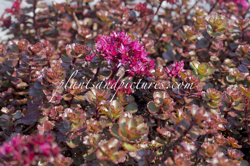 Sedum spurium ‘Fuldaglut’