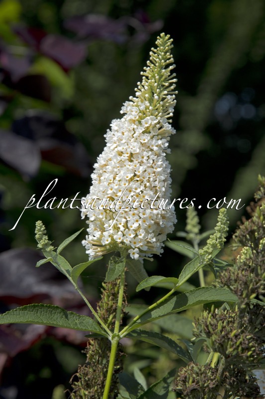 Buddleja davidii ‘Tobudivory’ (BUZZ IVORY)