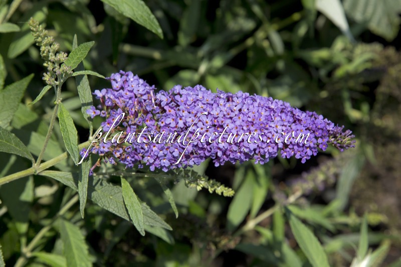 Buddleja davidii ‘Tobudskybl’ (BUZZ SKY BLUE)