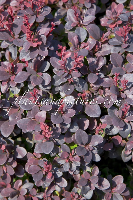 Berberis thunbergii ‘ Concorde’