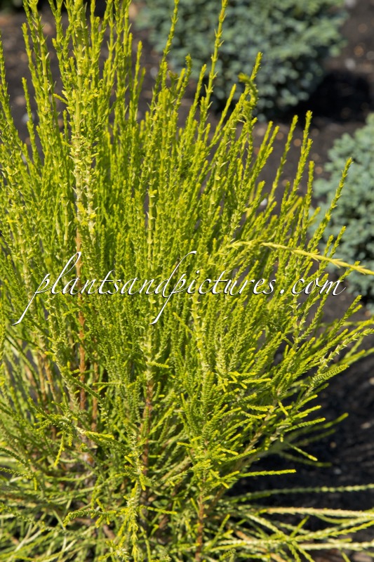 Platycladus orientalis ‘Franky Boy’