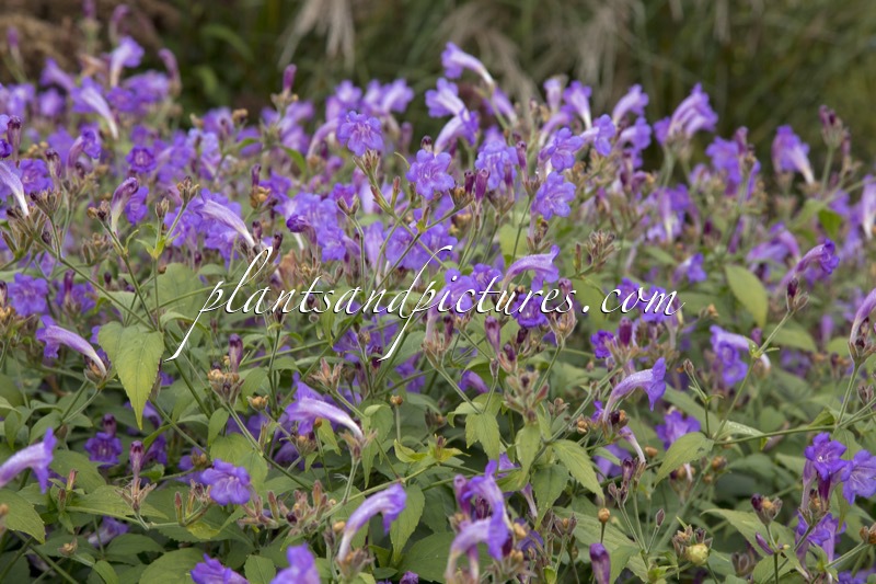 Strobilanthes penstemonoides