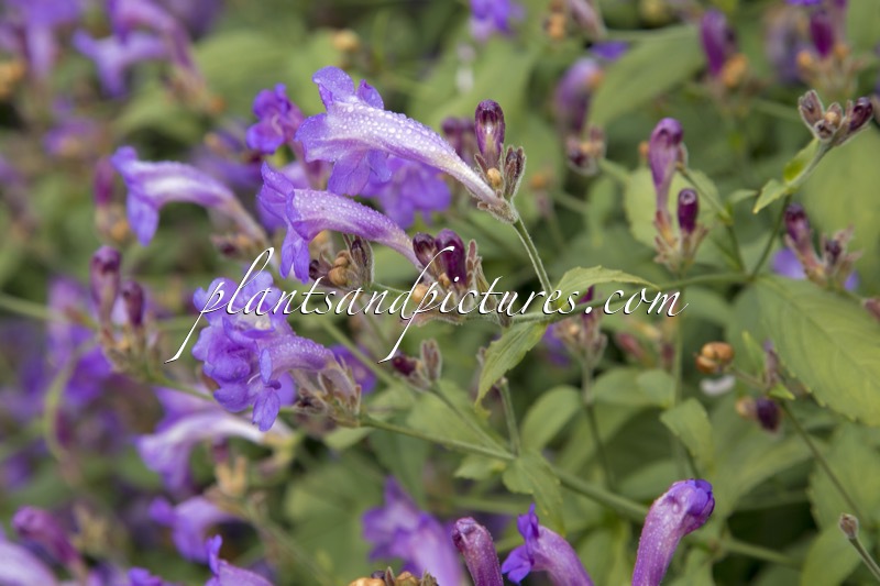 Strobilanthes penstemonoides