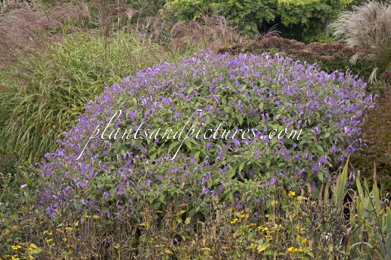 Strobilanthes penstemonoides