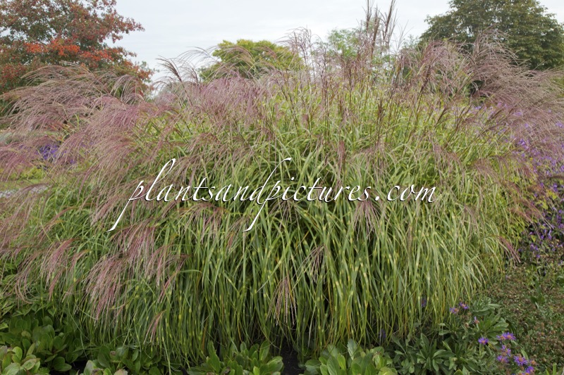 Miscanthus sinensis ‘Little Zebra’