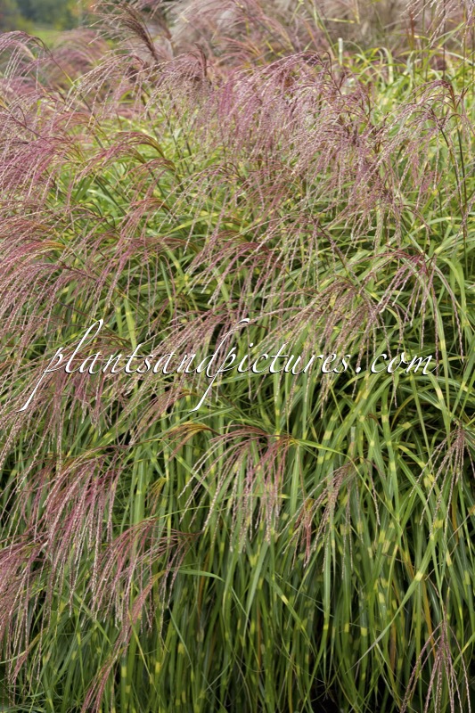 Miscanthus sinensis ‘Little Zebra’