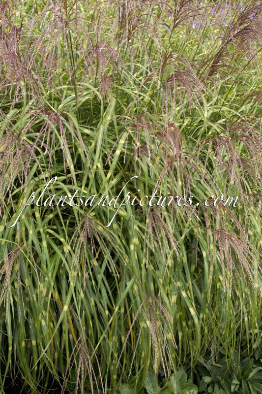 Miscanthus sinensis ‘Little Zebra’