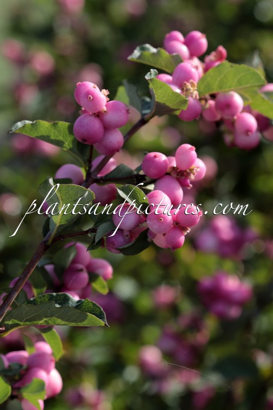 Symphoricarpos ‘Kolmcan’ (MAGICAL CANDY; PINK BLIZZARD)
