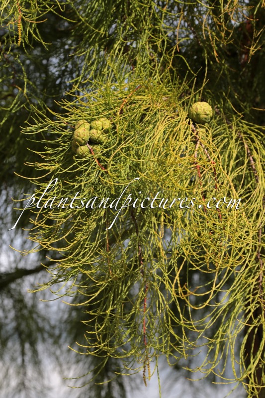 Taxodium distichum var. imbricatum
