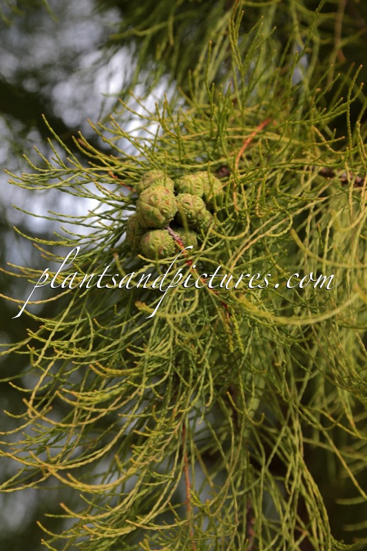 Taxodium distichum var. imbricatum