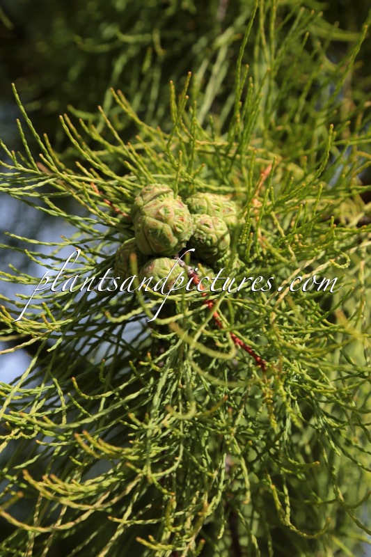 Taxodium distichum var. imbricatum