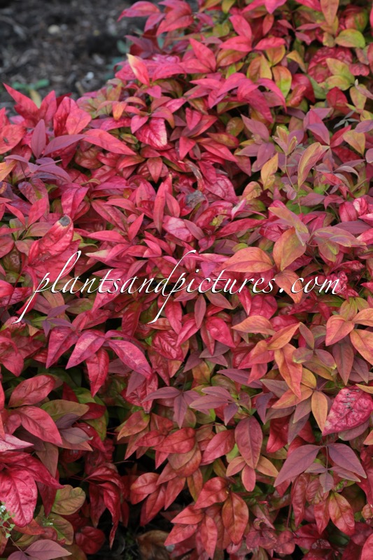 Nandina domestica ‘Aka’ (BLUSH PINK)