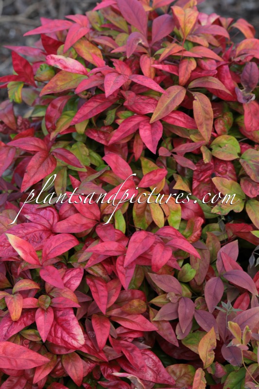 Nandina domestica ‘Aka’ (BLUSH PINK)