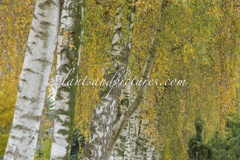 Betula pendula