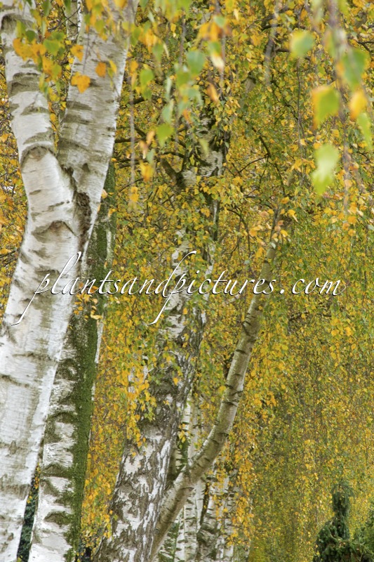Betula pendula